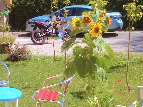 a chair and a plant with sunflowers in a yard at Kunterbunt Seehaus in Faak am See