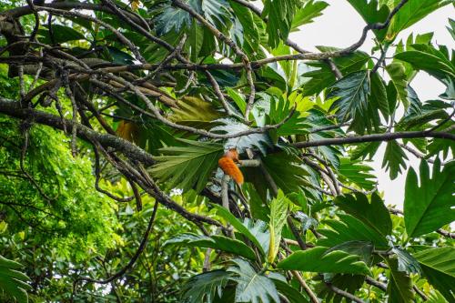 an orange bird is sitting on a tree branch at Hotel Boutique Villa Casuarinas in Cali