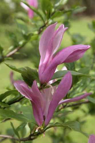 a close up of a pink flower on a tree at Carrig Country House & Restaurant in Killorglin
