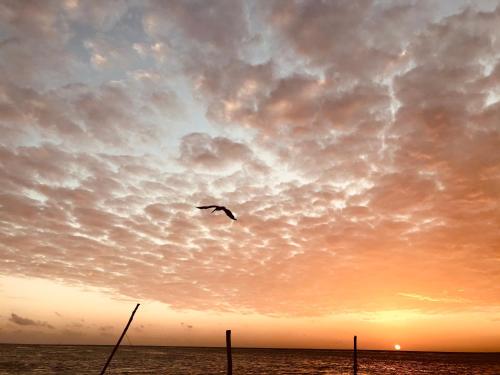 a bird flying in the sky over the ocean at Casa Las Palmas, comfort and privacy in Mahahual