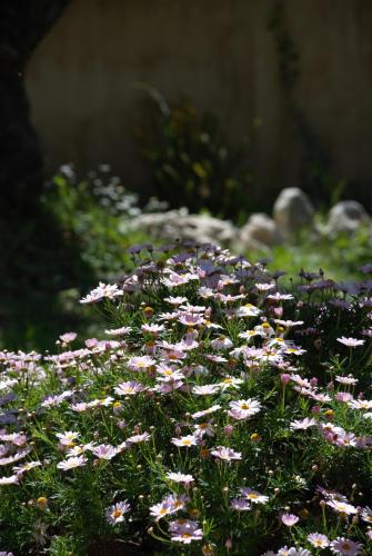 a bunch of pink and white flowers on the ground at LIORIZA Country Houses in Kalamaki