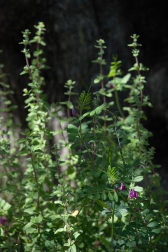 a group of green plants with purple flowers at LIORIZA Country Houses in Kalamaki
