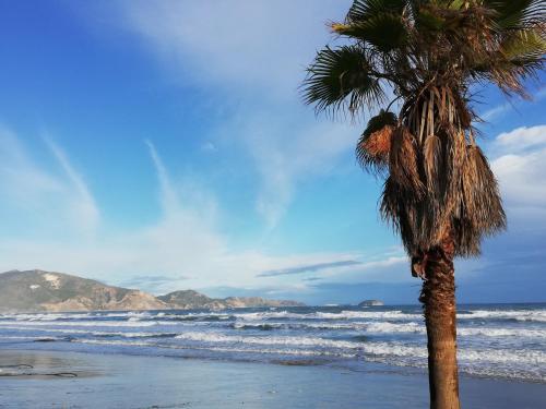 una palmera en una playa con el océano en Villa Daizy Boutique Apartments en Laganas