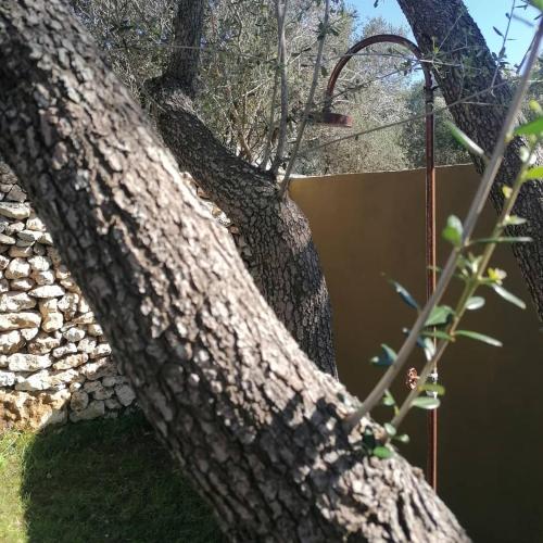 a close up of a tree trunk with a swing at Hôtel Les Suites Du Maquis in Bonifacio