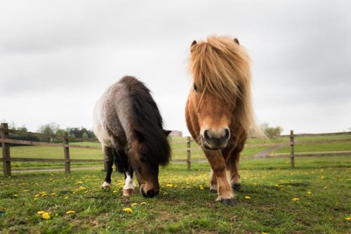 two horses grazing in a field of grass at Four Seasons Hotel Hampshire in Winchfield