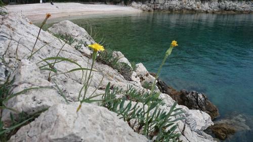 a group of flowers on the rocks near the water at Apartments Plavčić in Plomin