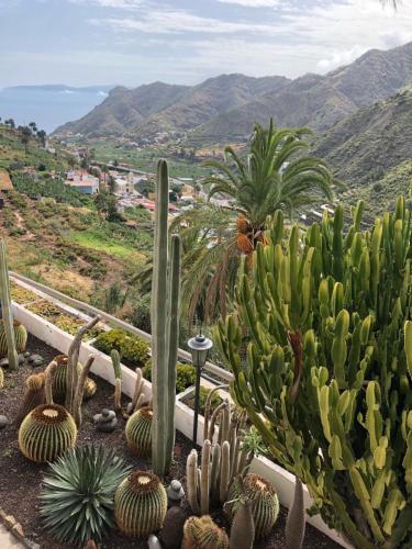 eine Gruppe von Kakteen und Pflanzen in einem Garten in der Unterkunft Hotel Rural Ibo Alfaro - OFFLINE HOTEL in Hermigua