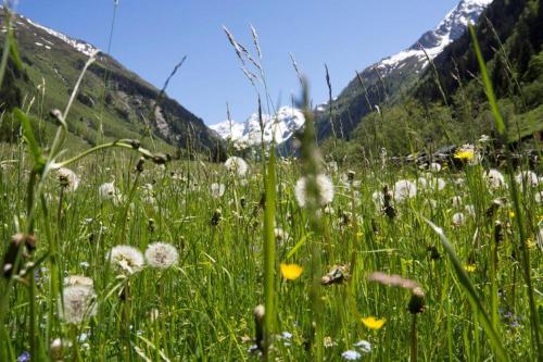 a field of grass and flowers in front of a mountain at Garni Rösslhof in Hollersbach im Pinzgau