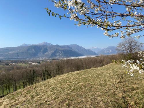 a hill with trees and mountains in the background at All'Antica Scuderia Del Castello in Maiano