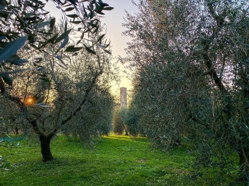 two trees in a field with a tower in the background at All'Antica Scuderia Del Castello in Maiano