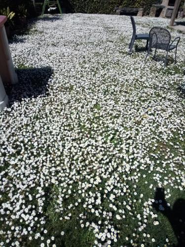 a bunch of white flowers on the ground next to a bench at Montanari Agrivillage in Narni