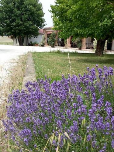 a field of purple flowers next to a street at I Duchi Pellegrini in Santa Maria Nuova