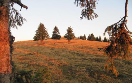 a field with trees on top of a hill at Ferienhäuser Tröster in Bad Kleinkirchheim