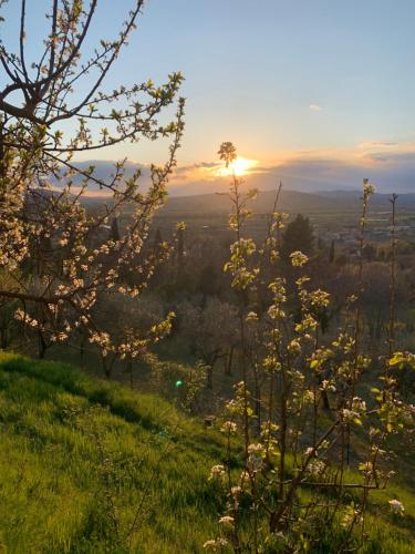 a view of a hill with flowers in a field at SetterHouseAgriHotel in Trevi