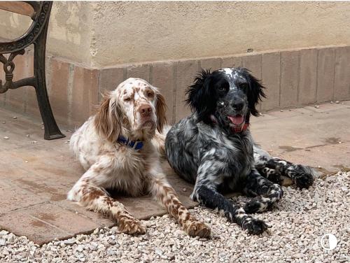 two dogs laying next to each other on a sidewalk at SetterHouseAgriHotel in Trevi