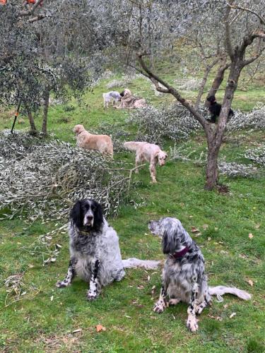 a group of dogs sitting in the grass at SetterHouseAgriHotel in Trevi