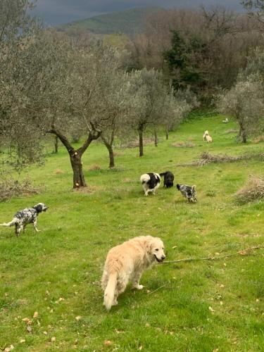 a group of dogs in a field with trees at SetterHouseAgriHotel in Trevi