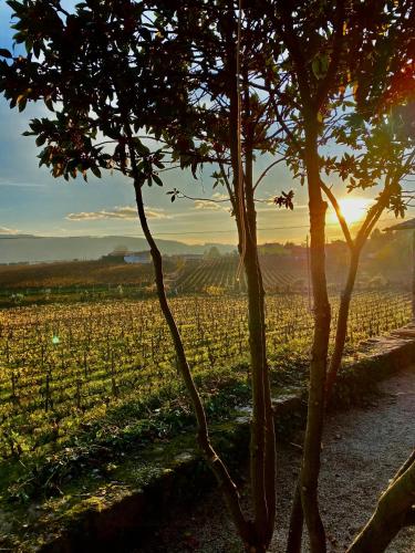 Gallery image of Casa dos Barros Winery Lodge by Vintage Theory in Sabrosa
