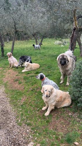 a group of dogs sitting on the grass in a field at SetterHouseAgriHotel in Trevi