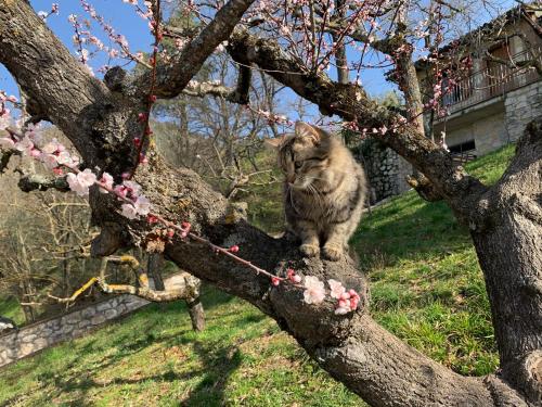 a cat sitting on the branch of a tree at SetterHouseAgriHotel in Trevi