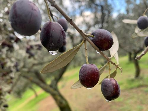 a bunch of fruit on a tree with water droplets on it at SetterHouseAgriHotel in Trevi
