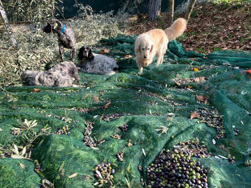 a group of three dogs on a field of fruit at SetterHouseAgriHotel in Trevi