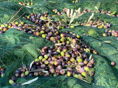 a pile of fruit on a plant with green leaves at SetterHouseAgriHotel in Trevi