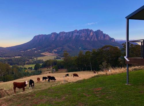 a herd of cows grazing in a field with a mountain at Manna Hill Farm in West Kentish