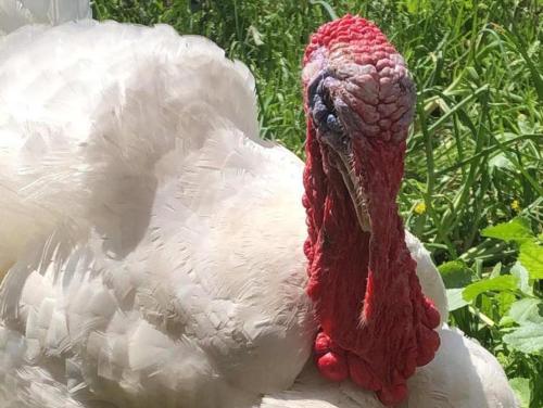 アパートメントの敷地内または近くにいる動物