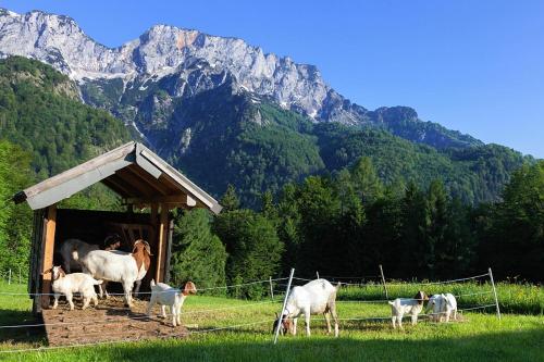 馬克特謝倫貝格的住宿－Berghof Lippenlehen，一群站在凉亭里的动物