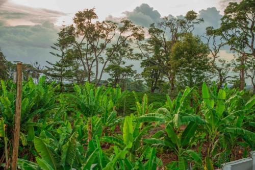 a field of plants with trees in the background at Dual Mountain View Lodge in Moshi
