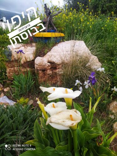 Ein Garten an der Unterkunft צימרים מול הר מירון בצבעון בגליל העליון אורלי ומאיר,למשפחות ולזוגות