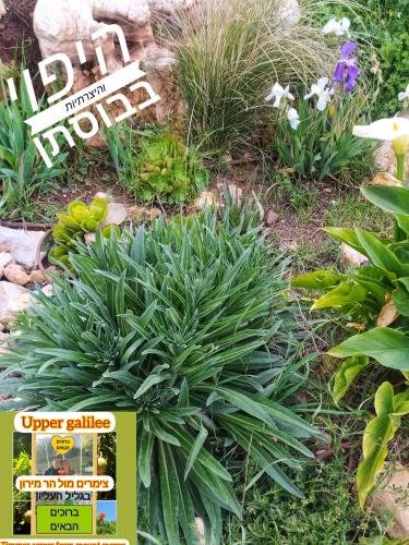 Ein Garten an der Unterkunft צימרים מול הר מירון בצבעון בגליל העליון אורלי ומאיר,למשפחות ולזוגות