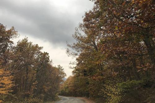 a dirt road with trees on the side of it at Rifugio del Gran Sasso in Assergi
