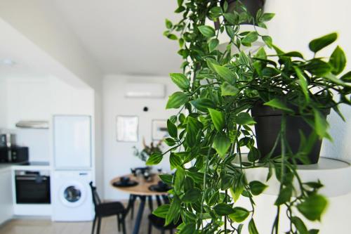 una planta colgada de una pared en una sala de estar en Phaedrus Living: Seaside Modern Flat Lighthouse 63, en Pafos