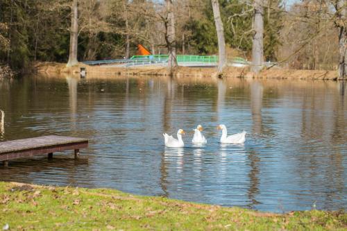 a group of white ducks swimming in a lake at Ubytování na samotě - Apartmán U Tesařů in Komařice