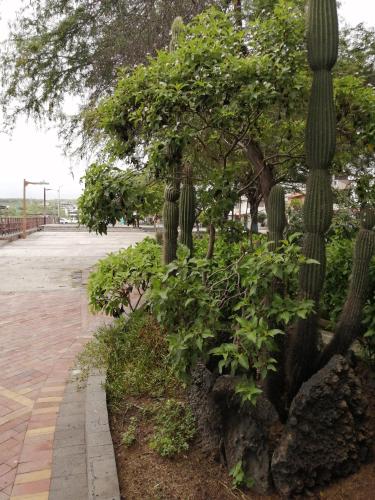 Taman di luar Hostal La Casa de Luis