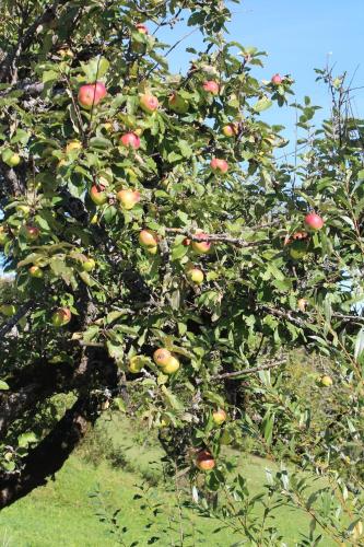 an apple tree filled with lots of apples on it at Hirmhof in Reinsberg