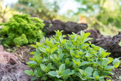 a group of green plants on the ground at Marina Cove Bay of Islands in Opua