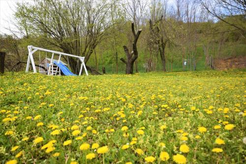 a field full of yellow flowers in front of a soccer goal at Honey hill apartment Fruska Gora in Čerević