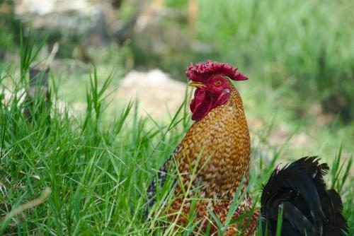 a chicken is standing in the grass at Finca Umnisa - Choachi in Choachí
