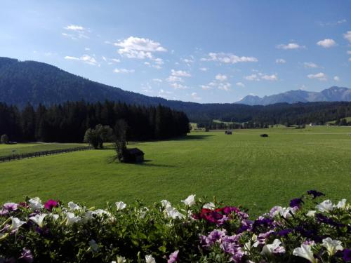 a green field with flowers and mountains in the background at Haus Witting in Leutasch
