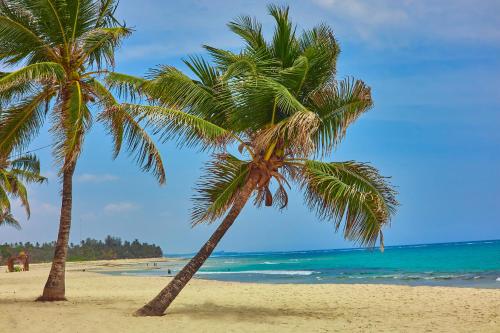 two palm trees on a sandy beach near the ocean at Jacaranda Indian Ocean Beach Resort in Diani Beach