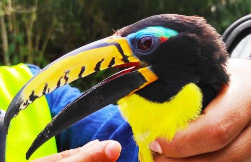 ヴィラの敷地内または近くにいる動物