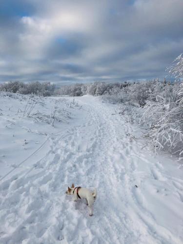 a dog is standing in the snow at Waldhotel Ehrental in Schmalkalden