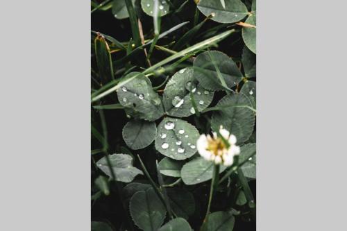 a plant with raindrops on it with a white flower at ENJOY Cozy HOME Hills & Forest & Views & Gardens & Sauna Whirlpool Bath in Jablonné v Podještědí