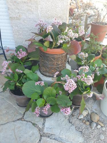 a group of potted plants with flowers in them at DELIA in Međugorje