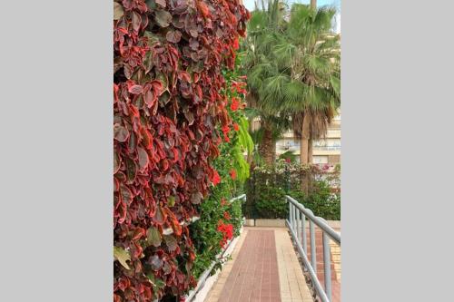 Taman di luar Jardines del Sur, Ocean View (Los Cristianos)