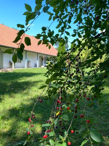 Hidden gem in the hills of Somogy County 7284 Somogydöröcske, 75 Keleti utca kép - 3