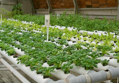 a bunch of green plants in a greenhouse at Greenhost Boutique Hotel Prawirotaman in Yogyakarta